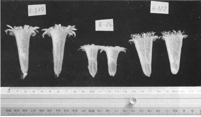 Нажмите на изображение для увеличения.

Название:	Austrocephalocereus_estevesii_11.jpg
Просмотров:	109
Размер:	29.7 Кб
ID:	465383