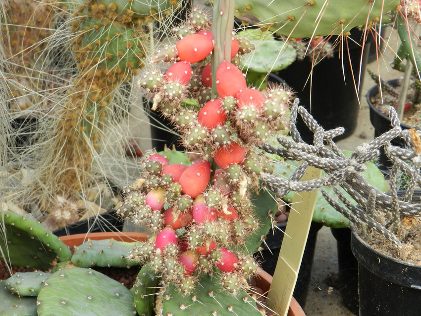 Нажмите на изображение для увеличения.

Название:	GBS2013-Cylindropuntia-leptocaulis.jpg
Просмотров:	354
Размер:	347.9 Кб
ID:	465410