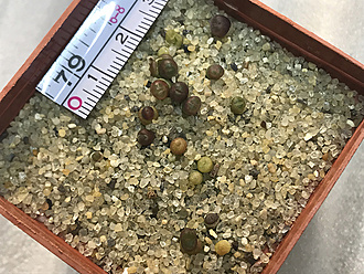 Нажмите на изображение для увеличения.   Название:	Conophytum friedrichiae.jpg  Просмотров:	0  Размер:	281.2 Кб  ID:	465417