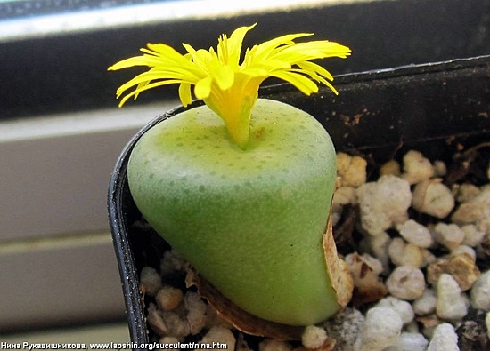 Нажмите на изображение для увеличения.

Название:	Conophytum-Sinev-lutea-NinaR2017.jpg
Просмотров:	1100
Размер:	136.3 Кб
ID:	465762