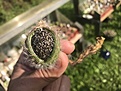 Нажмите на изображение для увеличения.

Название:	10E1F632-F9B2-4EED-858B-A9B42801CAC0.jpeg
Просмотров:	512
Размер:	155.2 Кб
ID:	465955
