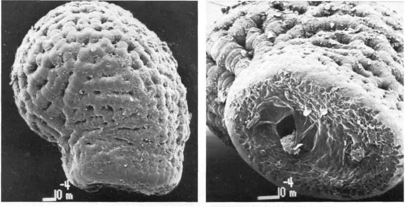 Нажмите на изображение для увеличения.

Название:	Arthrocereus_campos-portoi_4.jpg
Просмотров:	61
Размер:	103.8 Кб
ID:	465976