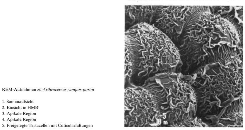 Нажмите на изображение для увеличения.

Название:	Arthrocereus_campos-portoi_4-2.jpg
Просмотров:	77
Размер:	156.7 Кб
ID:	465978
