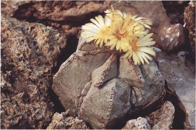 Нажмите на изображение для увеличения.

Название:	Astrophytum_myriostigma_1.jpg
Просмотров:	1059
Размер:	91.7 Кб
ID:	465999