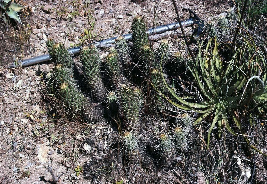 Нажмите на изображение для увеличения.

Название:	Coryphantha_glassii.jpg
Просмотров:	922
Размер:	373.8 Кб
ID:	466164