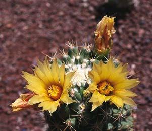 Нажмите на изображение для увеличения.

Название:	Coryphantha_glassii_2.jpg
Просмотров:	204
Размер:	17.1 Кб
ID:	466165