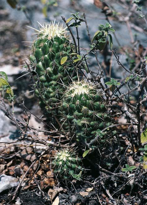 Нажмите на изображение для увеличения.

Название:	Coryphantha_glassii_3.jpg
Просмотров:	195
Размер:	84.7 Кб
ID:	466166