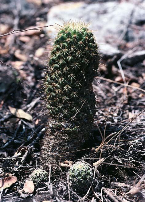 Нажмите на изображение для увеличения.

Название:	Coryphantha_glassii_4.jpg
Просмотров:	246
Размер:	83.4 Кб
ID:	466167