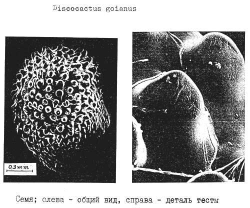 Нажмите на изображение для увеличения.

Название:	Discocactus_goianus_5.jpg
Просмотров:	82
Размер:	44.6 Кб
ID:	466182