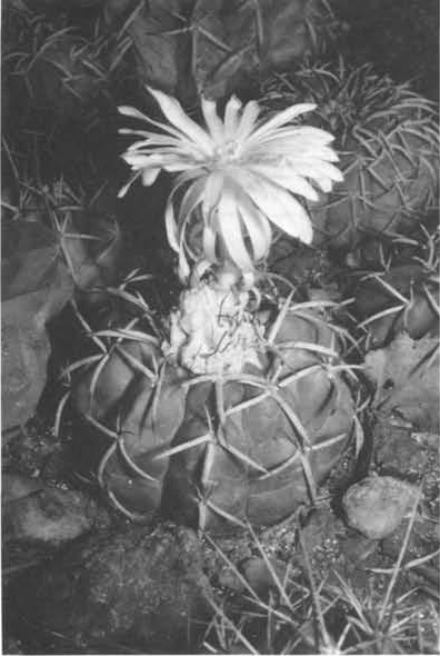 Нажмите на изображение для увеличения.

Название:	Discocactus_crystallophilus.jpg
Просмотров:	161
Размер:	110.1 Кб
ID:	466196