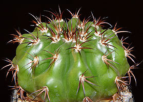 Нажмите на изображение для увеличения.

Название:	D-pugionacanthus.jpg
Просмотров:	1673
Размер:	25.3 Кб
ID:	466274