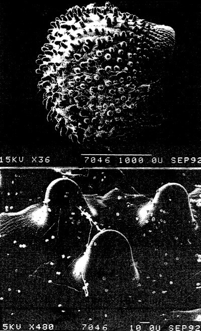 Нажмите на изображение для увеличения.

Название:	Disco_hartmannii_set-003.jpg
Просмотров:	83
Размер:	112.9 Кб
ID:	466283