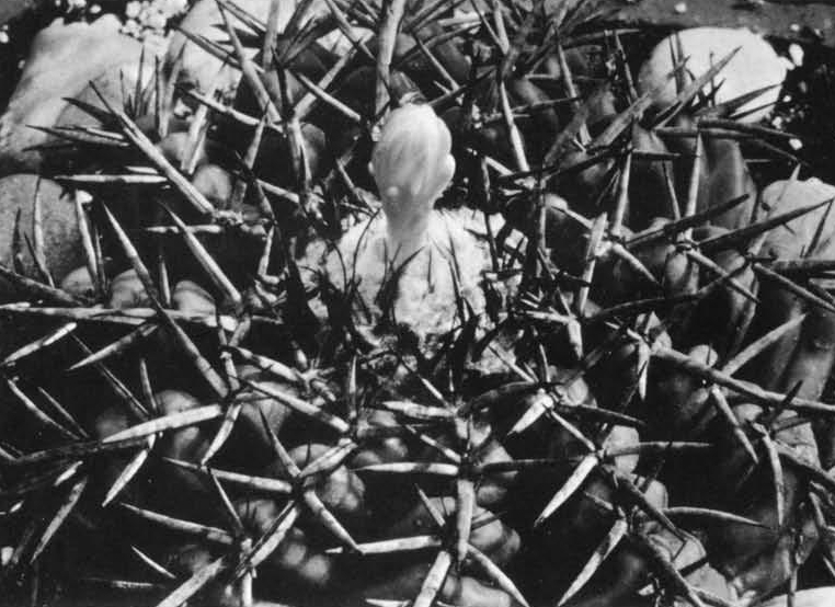 Нажмите на изображение для увеличения.

Название:	Discocactus_pulvinicapitatus.jpg
Просмотров:	148
Размер:	270.2 Кб
ID:	466307