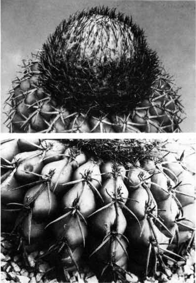 Нажмите на изображение для увеличения.

Название:	Discocactus_pulvinicapitatus_2.jpg
Просмотров:	153
Размер:	156.9 Кб
ID:	466309