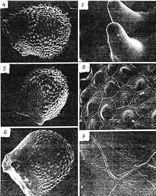 Нажмите на изображение для увеличения.

Название:	Discoc-latispinus-1.jpg
Просмотров:	121
Размер:	82.8 Кб
ID:	466310