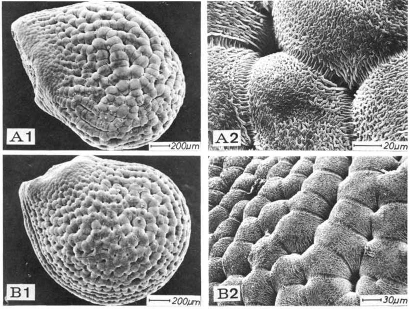 Нажмите на изображение для увеличения.   Название:	Echinocereus_freudenbergeri_2-1.jpg  Просмотров:	3  Размер:	233.1 Кб  ID:	466343