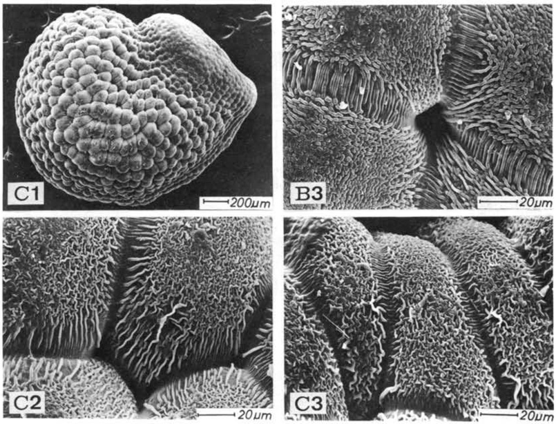 Нажмите на изображение для увеличения.   Название:	Echinocereus_freudenbergeri_2-2.jpg  Просмотров:	3  Размер:	236.9 Кб  ID:	466344