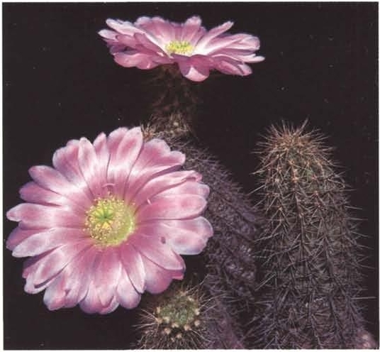 Нажмите на изображение для увеличения.

Название:	Echinocereus_spinigemmatus.jpg
Просмотров:	687
Размер:	150.4 Кб
ID:	466347