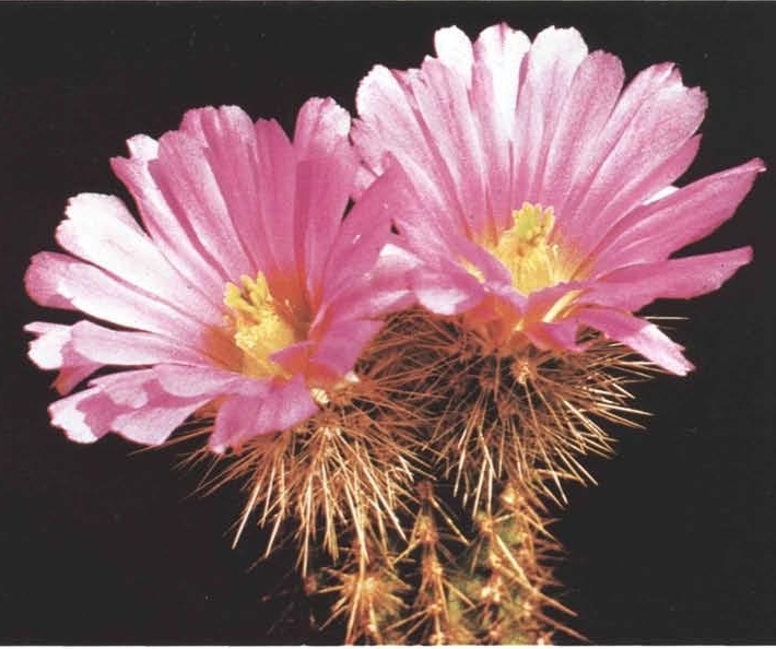 Нажмите на изображение для увеличения.

Название:	Echinocereus_spinigemmatus_3.jpg
Просмотров:	118
Размер:	241.1 Кб
ID:	466349