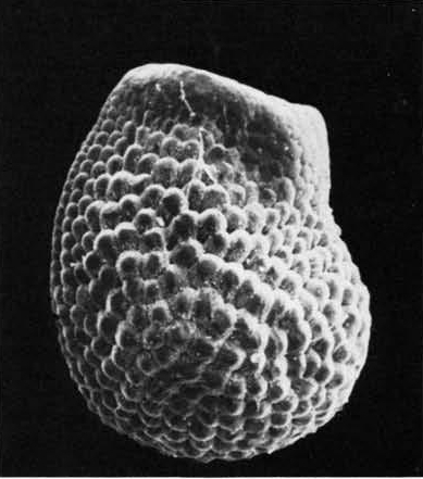 Нажмите на изображение для увеличения.

Название:	Echinocereus_spinigemmatus_2-1.jpg
Просмотров:	101
Размер:	99.8 Кб
ID:	466350