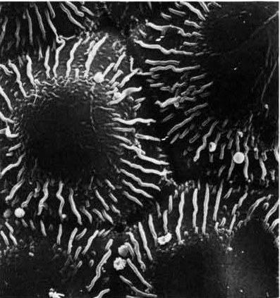 Нажмите на изображение для увеличения.

Название:	Echinocereus_spinigemmatus_2-2.jpg
Просмотров:	105
Размер:	118.1 Кб
ID:	466351