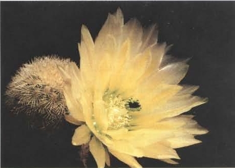 Нажмите на изображение для увеличения.   Название:	Echinocereus_dasyacanthus_2.jpg  Просмотров:	0  Размер:	79.6 Кб  ID:	466365