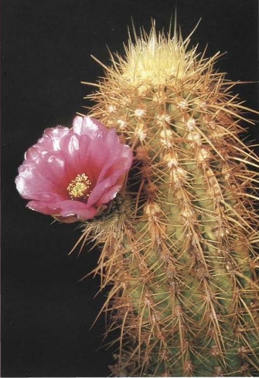 Нажмите на изображение для увеличения.

Название:	Echinocereus_ledingii.jpg
Просмотров:	682
Размер:	219.0 Кб
ID:	466374