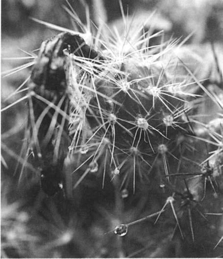 Нажмите на изображение для увеличения.

Название:	Echinocereus_scheeri_v_obscuriensis_1.jpg
Просмотров:	76
Размер:	38.0 Кб
ID:	466384