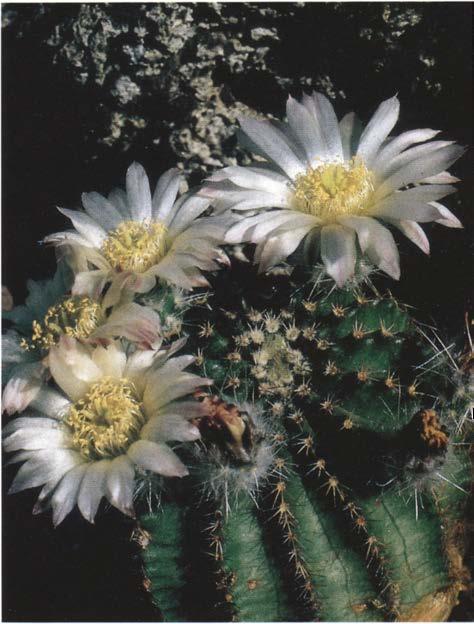 Нажмите на изображение для увеличения.

Название:	Echinocereus_pulchellus_1.jpg
Просмотров:	343
Размер:	51.7 Кб
ID:	466396