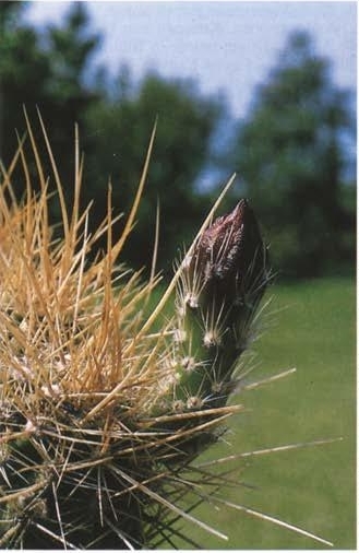 Нажмите на изображение для увеличения.

Название:	Echinocereus_mombergerianus_1.jpg
Просмотров:	69
Размер:	107.6 Кб
ID:	466401