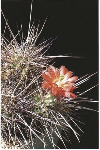 Нажмите на изображение для увеличения.

Название:	Echinocereus_mombergerianus_2.jpg
Просмотров:	78
Размер:	126.2 Кб
ID:	466402