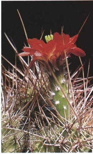 Нажмите на изображение для увеличения.

Название:	Echinocereus_mombergerianus_3.jpg
Просмотров:	74
Размер:	106.3 Кб
ID:	466403