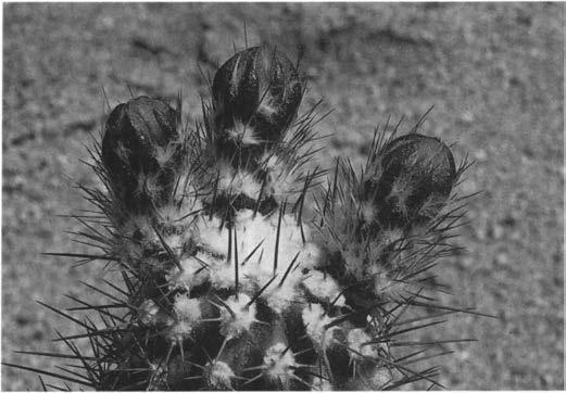 Нажмите на изображение для увеличения.

Название:	Echinocereus_polyacanthus_v_pacificus.jpg
Просмотров:	79
Размер:	35.0 Кб
ID:	466405