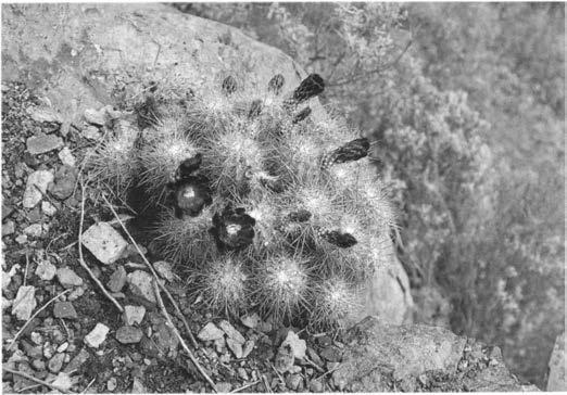 Нажмите на изображение для увеличения.

Название:	Echinocereus_polyacanthus_v_pacificus_1.jpg
Просмотров:	127
Размер:	46.9 Кб
ID:	466406