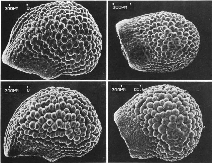 Нажмите на изображение для увеличения.

Название:	Echinocereus_mombergerianus_5.jpg
Просмотров:	88
Размер:	189.1 Кб
ID:	466407