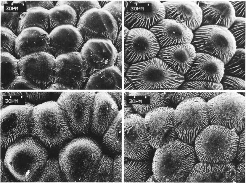 Нажмите на изображение для увеличения.

Название:	Echinocereus_mombergerianus_5-1.jpg
Просмотров:	98
Размер:	376.8 Кб
ID:	466408