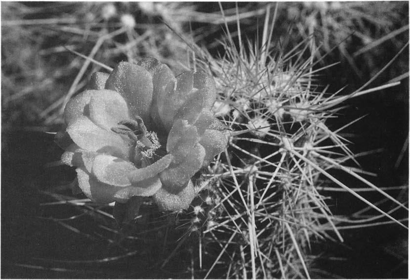 Нажмите на изображение для увеличения.

Название:	Echinocereus_mombergerianus_6.jpg
Просмотров:	124
Размер:	72.8 Кб
ID:	466409