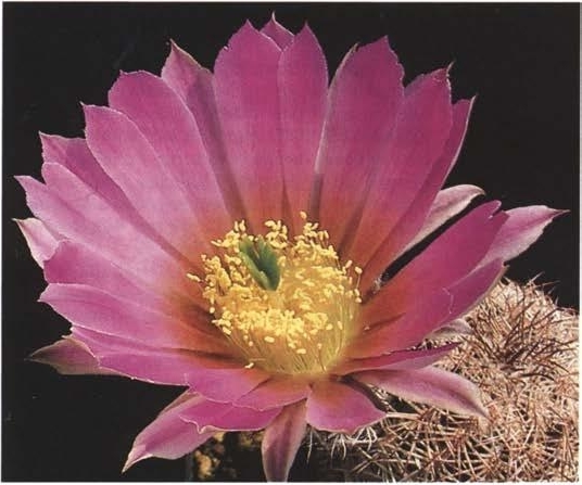 Нажмите на изображение для увеличения.

Название:	Echinocereus_schereri.jpg
Просмотров:	870
Размер:	129.4 Кб
ID:	466482