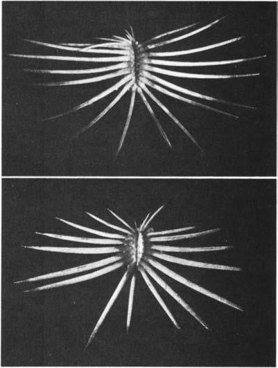 Нажмите на изображение для увеличения.

Название:	Echinocereus_schereri_2.jpg
Просмотров:	109
Размер:	27.3 Кб
ID:	466484