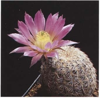 Нажмите на изображение для увеличения.

Название:	Echinocereus_4-1.jpg
Просмотров:	99
Размер:	39.4 Кб
ID:	466485