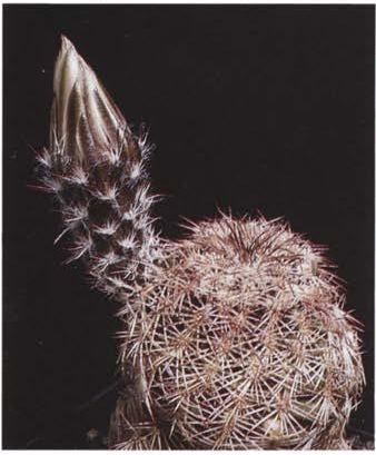Нажмите на изображение для увеличения.

Название:	Echinocereus_4-2.jpg
Просмотров:	100
Размер:	72.4 Кб
ID:	466486