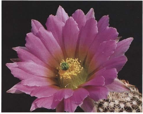 Нажмите на изображение для увеличения.

Название:	Echinocereus_4-4.jpg
Просмотров:	95
Размер:	88.2 Кб
ID:	466488