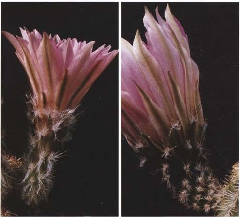 Нажмите на изображение для увеличения.

Название:	Echinocereus_4-6-7.jpg
Просмотров:	94
Размер:	118.3 Кб
ID:	466490