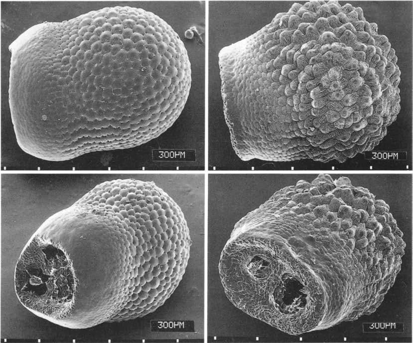 Нажмите на изображение для увеличения.

Название:	Echinocereus_schereri_3.jpg
Просмотров:	92
Размер:	220.4 Кб
ID:	466491