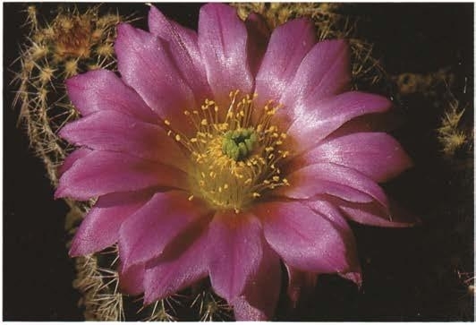 Нажмите на изображение для увеличения.   Название:	Echinocereus_metornii_2.jpg  Просмотров:	0  Размер:	67.1 Кб  ID:	466826