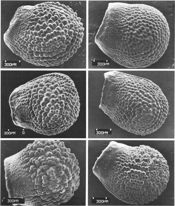 Нажмите на изображение для увеличения.   Название:	Echinocereus_metornii_9.jpg  Просмотров:	0  Размер:	241.4 Кб  ID:	466837