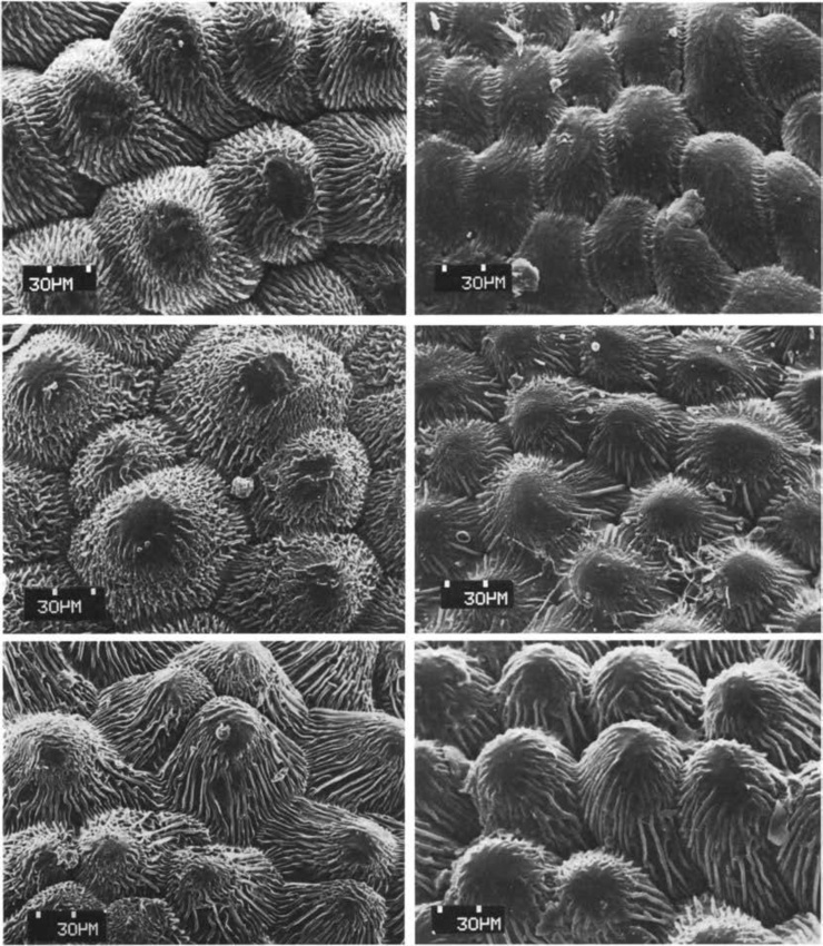 Нажмите на изображение для увеличения.   Название:	Echinocereus_metornii_9-1.jpg  Просмотров:	0  Размер:	277.7 Кб  ID:	466838