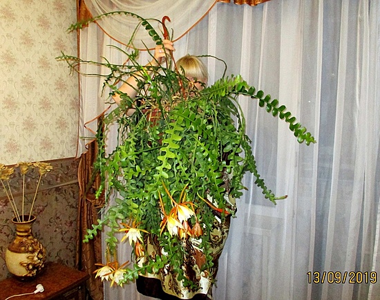 Нажмите на изображение для увеличения.

Название:	IMG_4051.JPG
Просмотров:	776
Размер:	250.2 Кб
ID:	466845