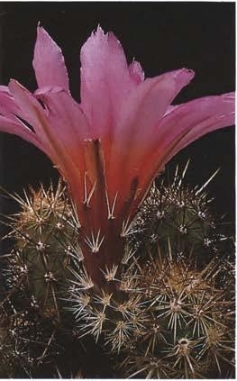 Нажмите на изображение для увеличения.

Название:	Echinocereus_barthelowanus_2-2.jpg
Просмотров:	868
Размер:	75.3 Кб
ID:	466850