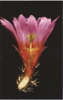 Нажмите на изображение для увеличения.

Название:	Echinocereus_barthelowanus_2-1.jpg
Просмотров:	71
Размер:	26.2 Кб
ID:	466851